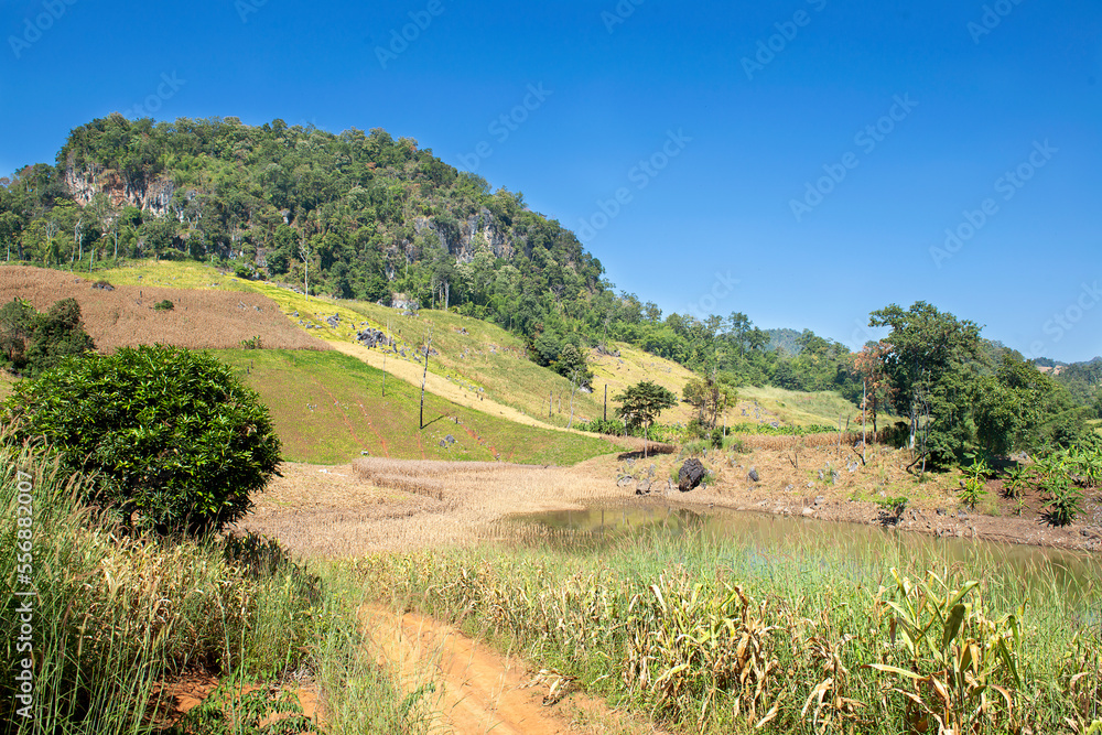 Golden and yellow  rice fields near Mae Hong Son, North Thailand