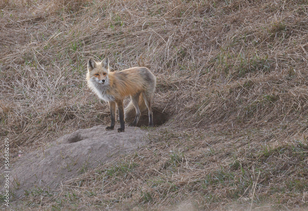 Obraz premium A female red fox stands outside her den