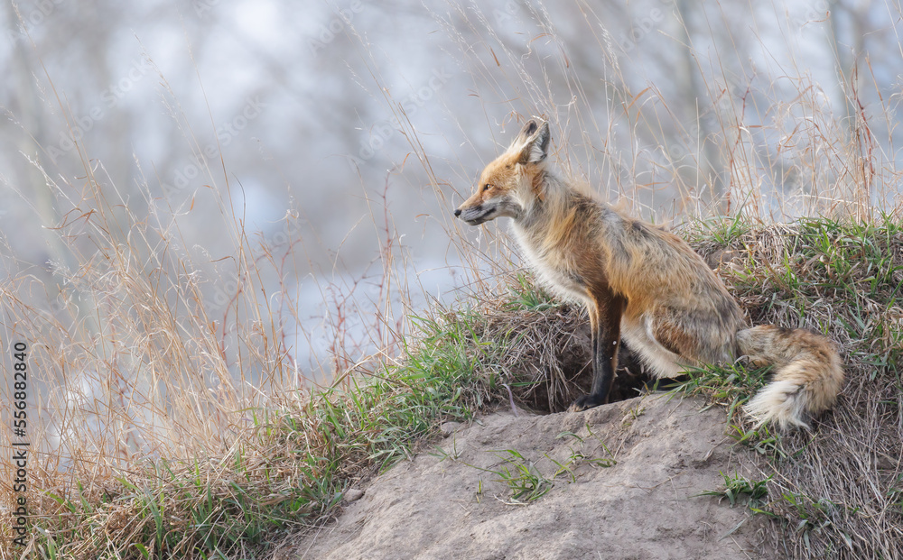 An adult red fox stands lookout nest to its den