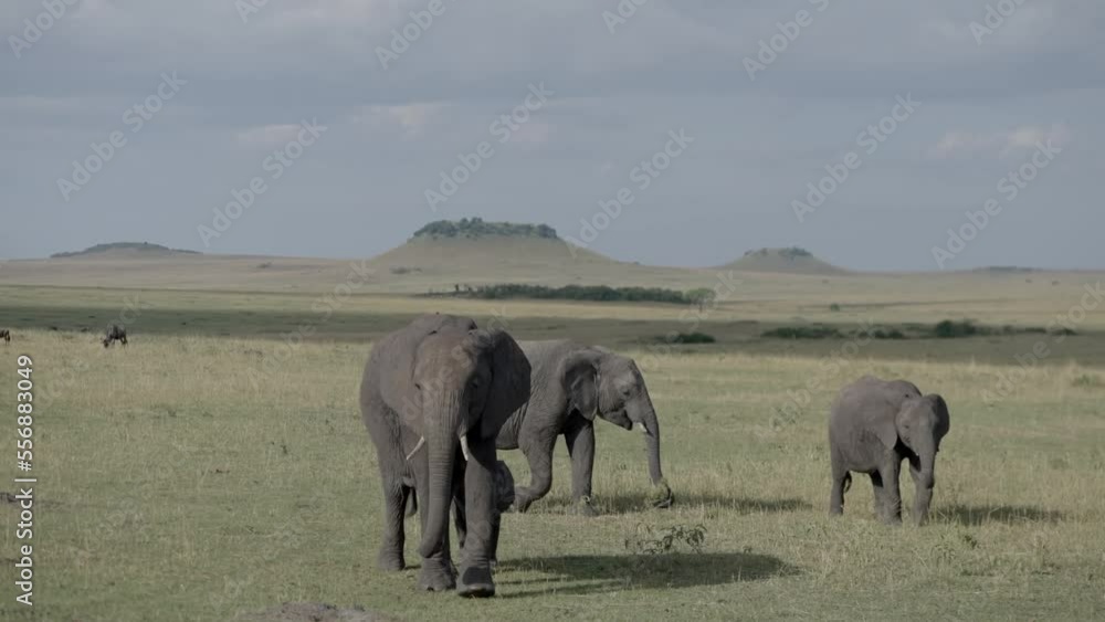 African Elephant family with cub walking, Tanzania
African Elephant in Tanzania, 2022
African Elephant family with cub walking, Tanzania
African Elephant in Tanzania, 2022