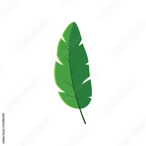 Banana leaf vector illustration. Drawing of banana leaf. Summer holiday, decoration, nature, paradise, food concept for greeting card