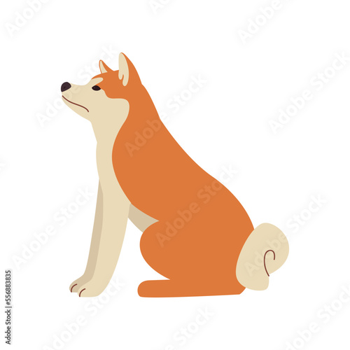 Cute comic shiba inu sitting sideways vector illustration. Dog cartoon character sitting, symbol of 2018 isolated on white background. Pets or domestic animals, New Year concept