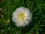 Close up of white portulaca flower with leaves background.