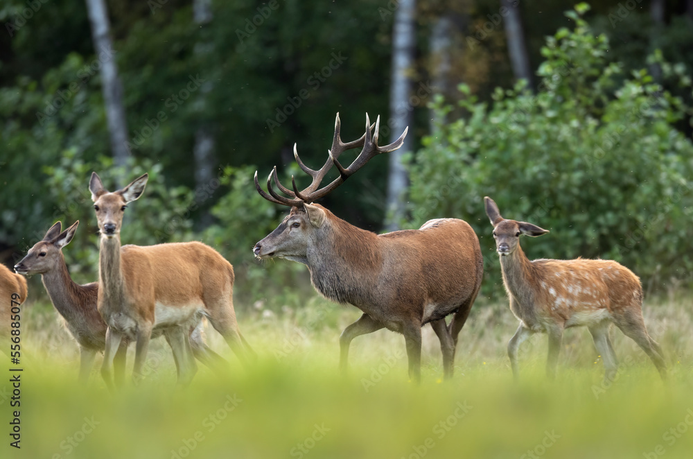 European deer male buck ( Cervus elaphus ) during rut European deer male buck ( Cervus elaphus ) during rut