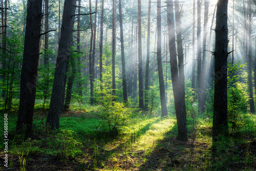 Beautiful sunny morning in green forest