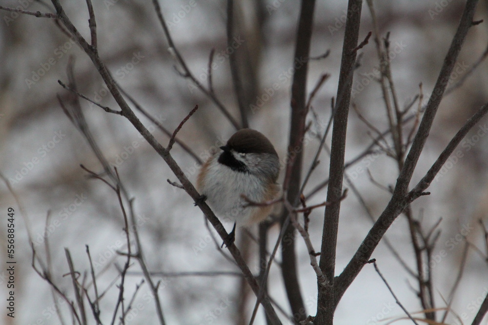Boreal Chickadee, Whitemud Park, Edmonton, Alberta Boreal Chickadee, Whitemud Park, Edmonton, Alberta