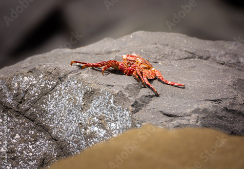 Little red crab empty shedded shell on top of a rock by the seacost of Calzada Amador (Amador Causeway), Panama City, Panama. photo