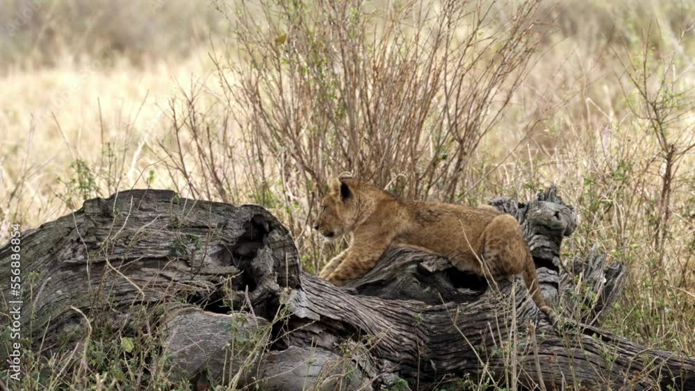 Lion cub resting on broken wood, Africa, 2022
Medium shot of lion cub wildlife, Africa savanna,2022
Lion cub resting on broken wood, Africa, 2022
Medium shot of lion cub wildlife, Africa savanna,2022