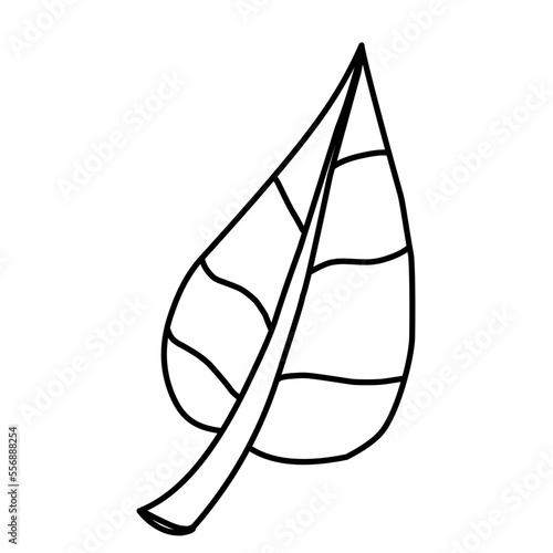 Vector Leaf Sketch