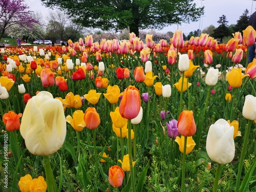 Tulip field in spring, Tulip Tme, Holland, Colorful Tulips, Spring Blossom, Spring Flowers, Holland Flowers, Holland Tulips photo