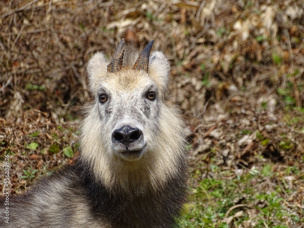 Fototapeta premium 二ホンカモシカ