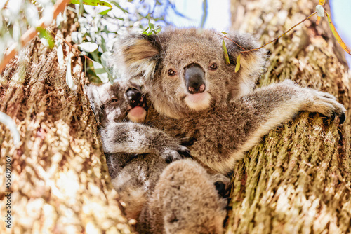 Mother and baby koala sitting in Australian eucalypt tree photo