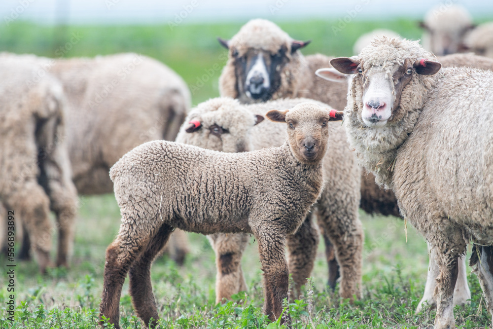 Lambs and ewes standing in flock in pasture looking at the camera Lambs and ewes standing in flock in pasture looking at the camera