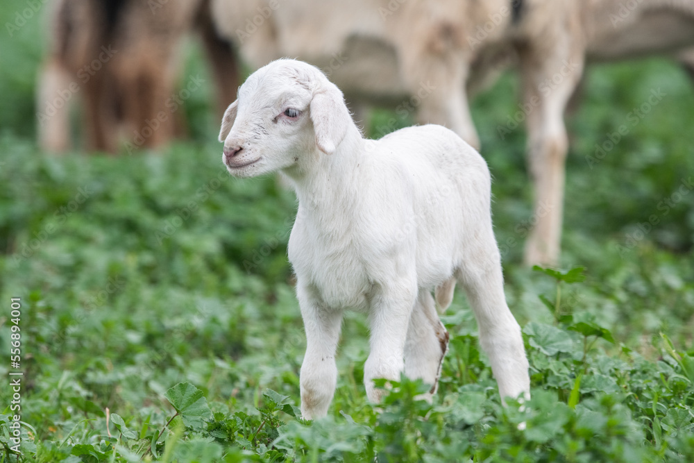 White lamb in field in front of other animals White lamb in field in front of other animals