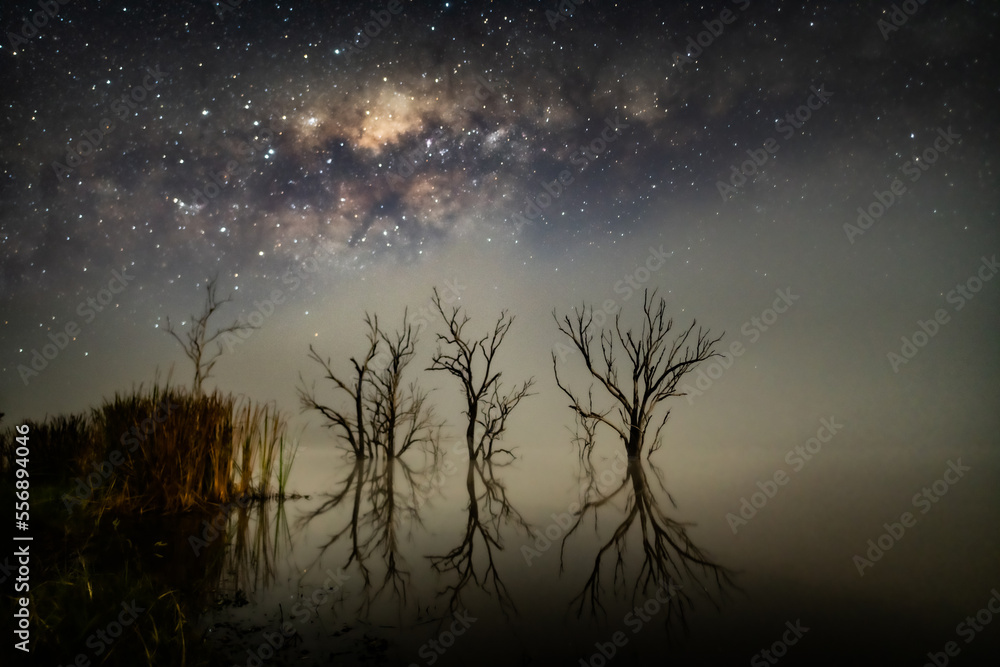 Leafless trees and their reflections in a lake at night time under a starry sky with milky way