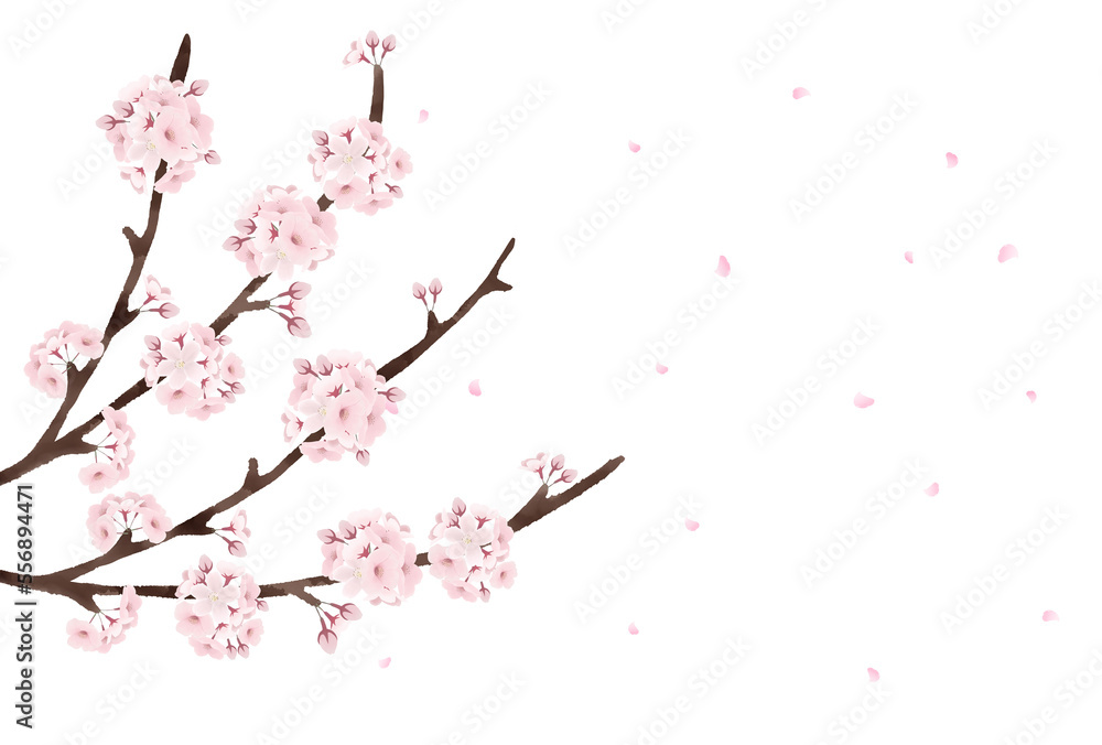 桜の花が散る　透過素材