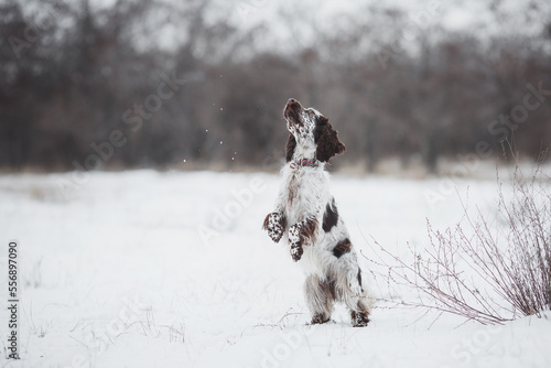 Fototapeta Naklejka Na Ścianę i Meble -  english springer spaniel portrait in the winter . dog outdoors in the snow
