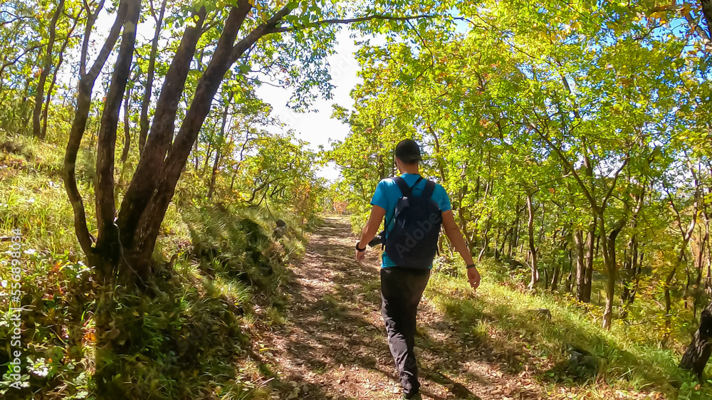 Fototapeta premium Man with backpack on idyllic hiking trail through dramatic autumn forest from Sveti Stefan to Goli Vrh, Montenegro, Balkan, Europe. Sun beams shining through the plants creating magical atmosphere