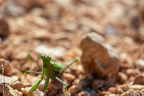 Close up view on green European mantis near Goli Vrh, Montenegro, Balkan, Europe. Large hemimetabolic insect called praying mantis. Watching animal in wilderness. Selective focus, blurred background © Chris