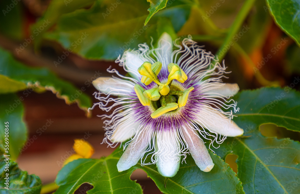 granadilla, passiflora, or passionfruit flower