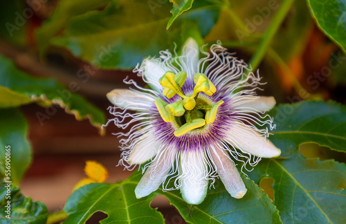 Obraz na płótnie granadilla, passiflora, or passionfruit flower w salonie