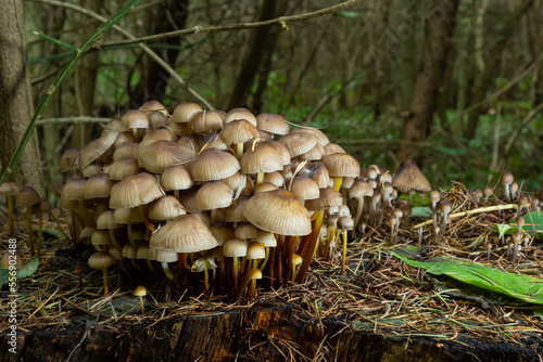 Amicable family of mushrooms with thin legs Clustered bonnet on a green background Mushroom-Mycena inclinata photo