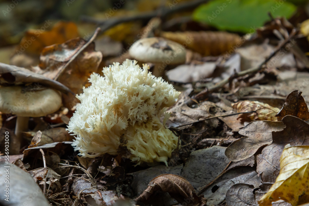 White coral, Ramariopsis kunzei growing in wet environment White coral, Ramariopsis kunzei growing in wet environment