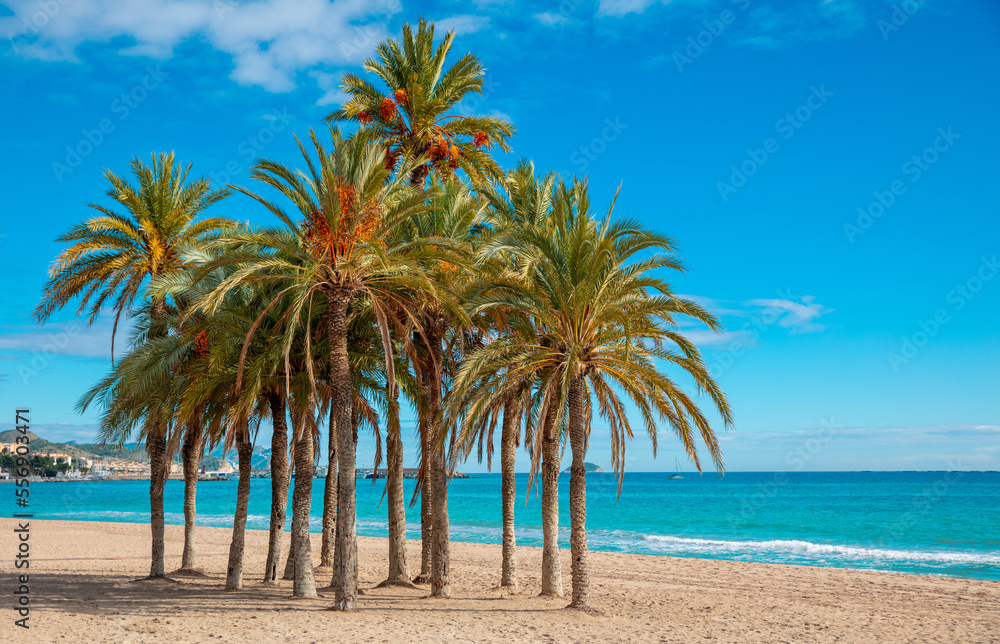 group of palm tree and mediterranean sea- coast blanca in Spain