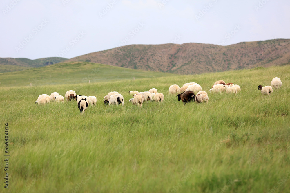 Fototapeta premium A flock of sheep are eating grass on the grassland