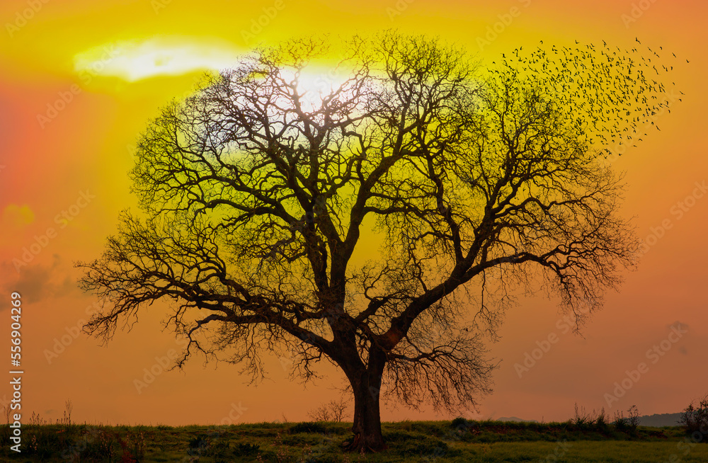 Obraz premium Silhouette of a big mighty oak against sunset