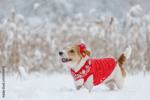Jack Russell Terrier in a red jacket, hat and scarf stands in the forest. There is a snowstorm in the background. Christmas concept