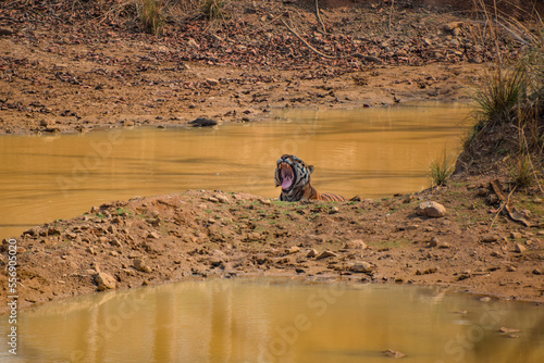Male tiger yawning while resting in a water hole at Tadoba Andhari Tiger Reserve photo