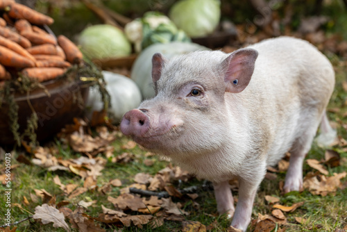 a white mini pig sits in a wicker basket. Autumn photo