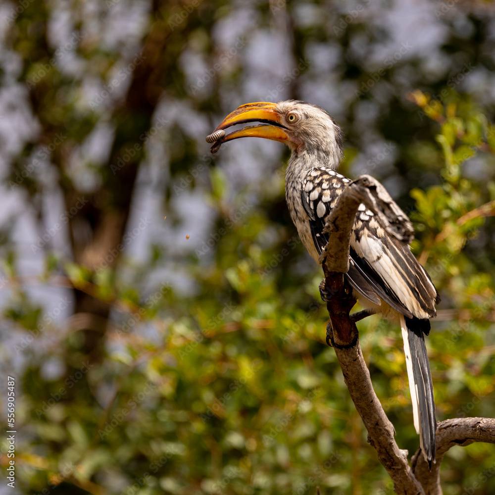 Fototapeta premium yellow hornbill with a millipede snack