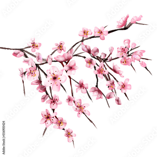 chinese new year element 2023 paint illustration chinese water color style cherry blossom PNG file