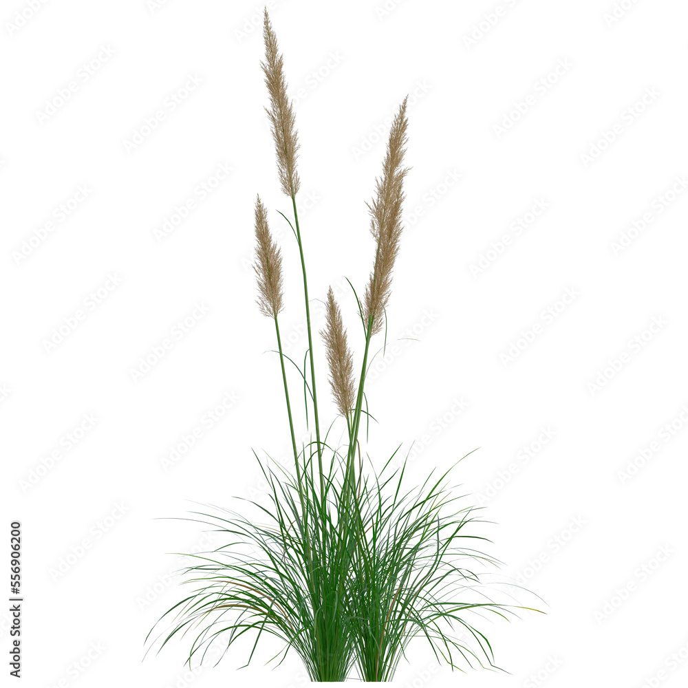 Fototapeta premium Close up ear of wheat premium png