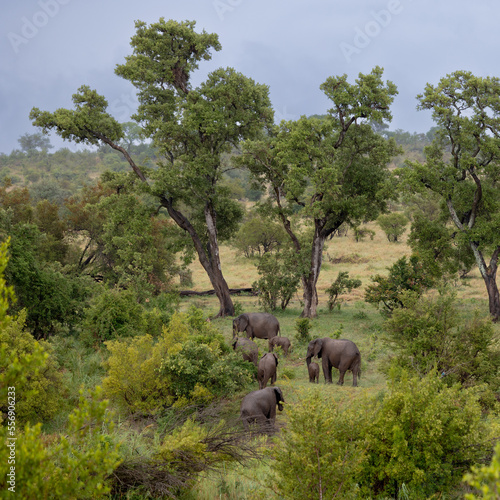 Photography a breeding herd of African elephants