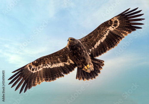 steppe eagle in wildlife, wildlife photosa of an eagle, The steppe eagle is a large bird of prey. Like all eagles, it belongs to the family Accipitridae photo