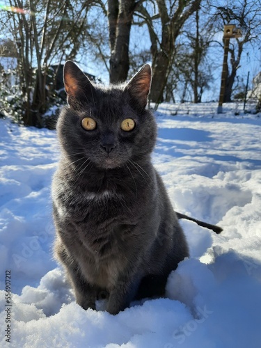 Graue Katze im Schnee