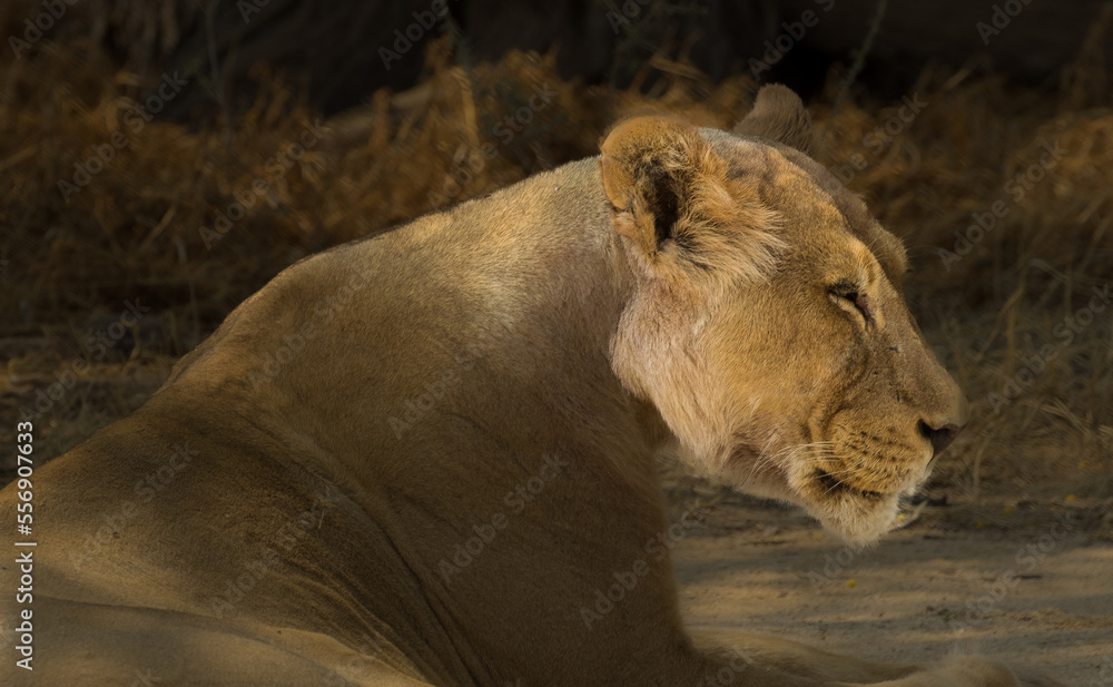 lioness in the grass closeup at sunrise