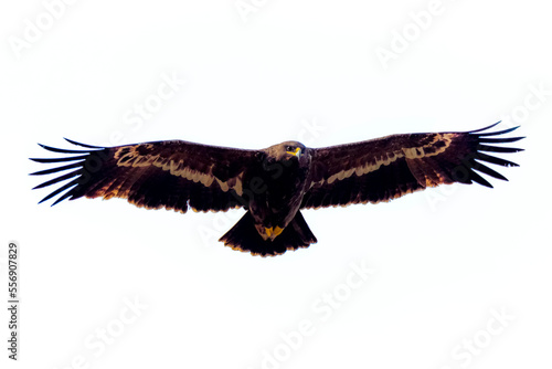 steppe eagle in wildlife, wildlife photosa of an eagle, The steppe eagle is a large bird of prey. Like all eagles, it belongs to the family Accipitridae © Tariq
