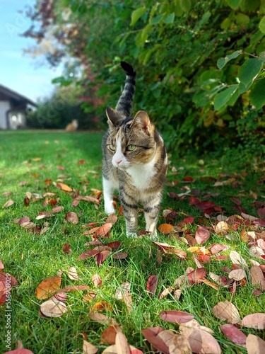 Tigerkatze im Herbst