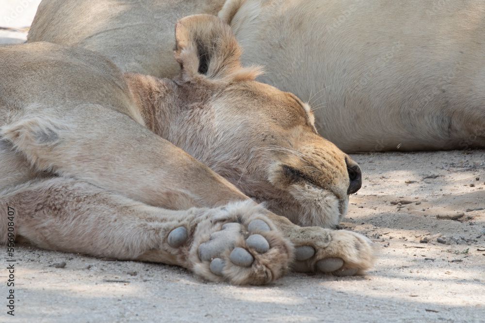 Lioness asleep close up