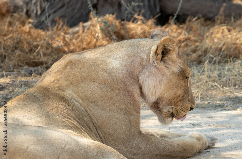 Lioness licks - closeup head shot