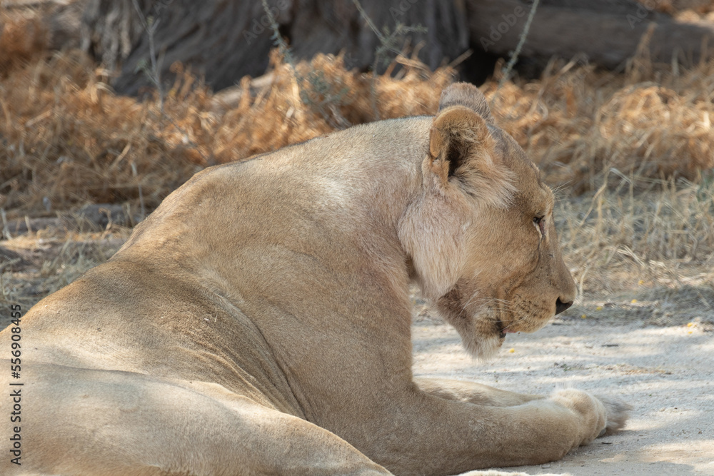 Closeup of lioness head