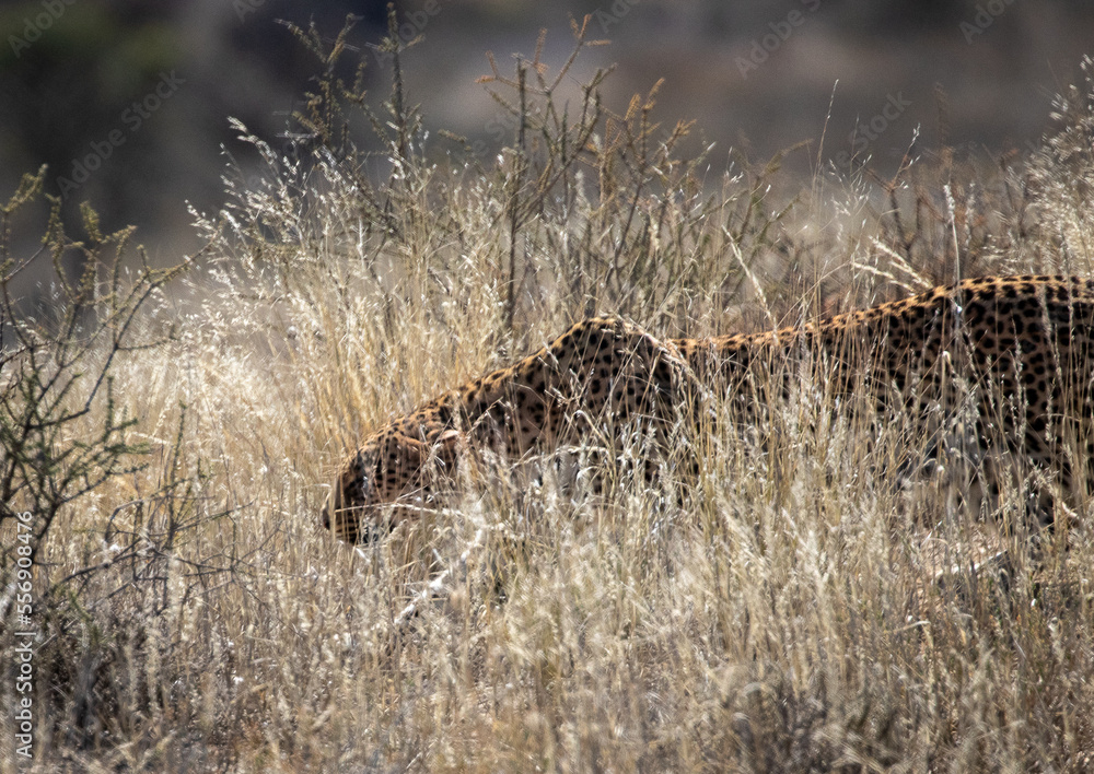 Leopard hunting in savannah Africa
