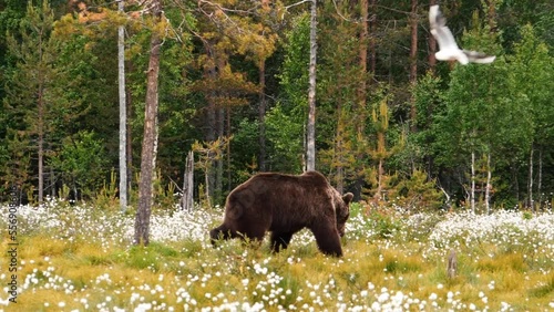 An adult bear scratches its back against a tree