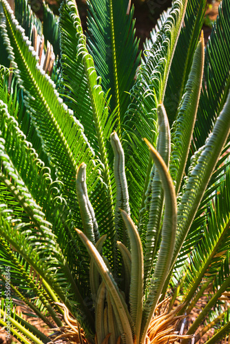 Cycas revoluta or Sago cycad or sago palm plant background vertical photo