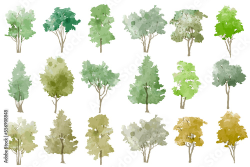 Vector illustration of an architectural tree for landscape design in a watercolor style  