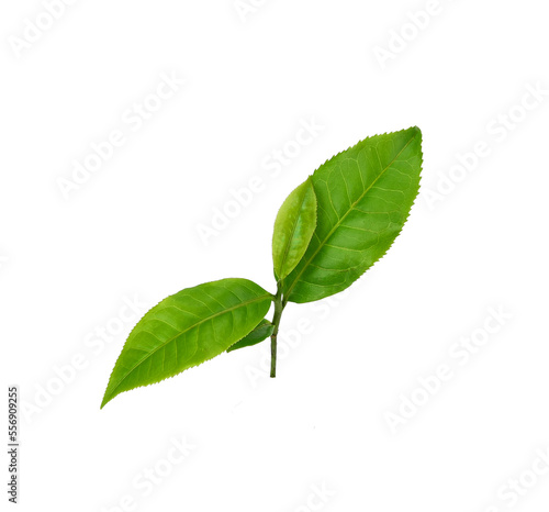 Green tea leaf isolated on transparen png.